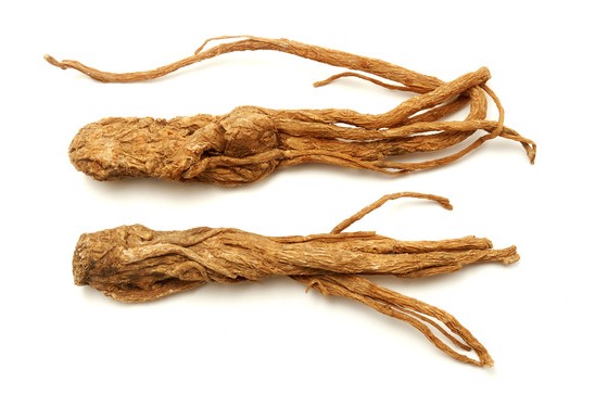 Angelica Root