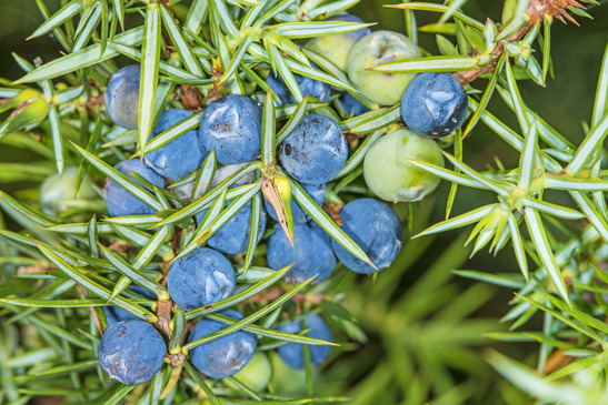 Juniper Berries