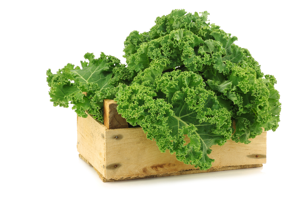 Icelandic Kale