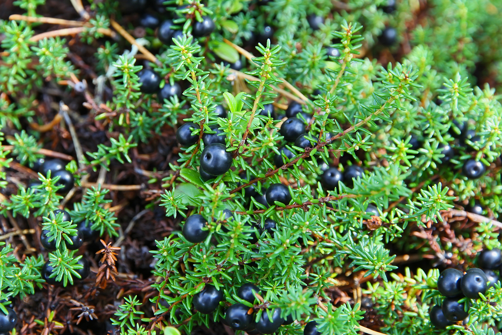 Icelandic Crowberries