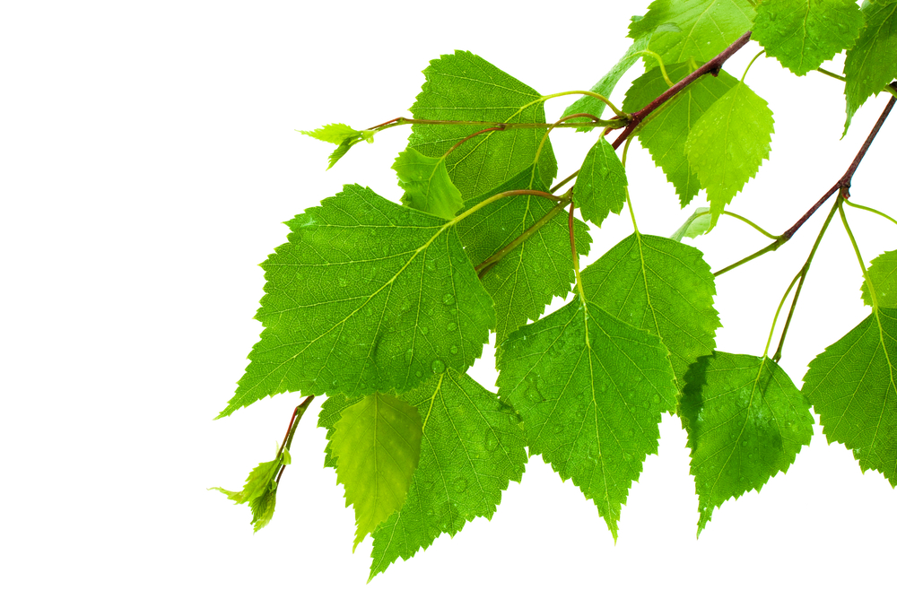 Icelandic Birch Leaves